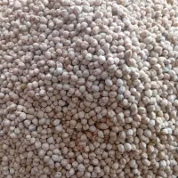 بذر نخود محلی زود پخت