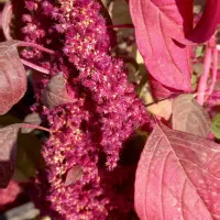 فروش فوری بلوط