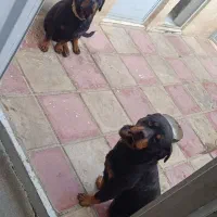 سگ نگهبان|سگ|هشتگرد, تهران دشت|دیوار