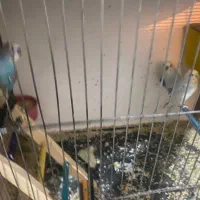 ۱۴عدد مرغ عشق نرو ماده|پرنده|بیرجند, |دیوار