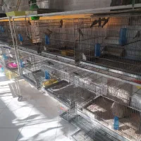 سهره|پرنده|ملارد, |دیوار