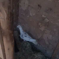 کفتر|پرنده|نیشابور, فضل|دیوار