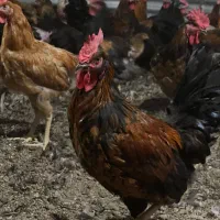 خروس محلی و مرغ تخم گذار و تخم مرغ نطفه دار