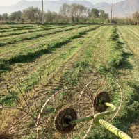 کاه یونجه درجه یک بیشتر گل هست|لوازم جانبی حیوانات|بروجرد, |دیوار