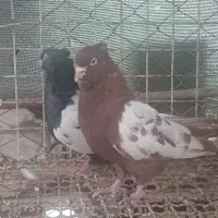 سه جفت  کبوتر|پرنده|مسجد سلیمان, |دیوار