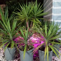 یوکا|گل و گیاه طبیعی|رودسر, |دیوار