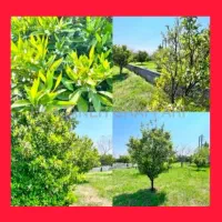 7زمین-باغی-داخل-بافت-شهرکی-270MTR-جنگلی-نزدیک-دریا