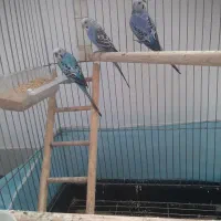 مرغ عشق نر و ماده