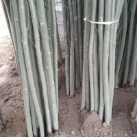 صنوبر نیگرا ترکیه