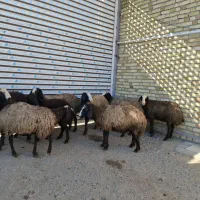 گوسفندشالی ،میش شالی