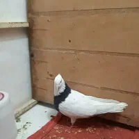 طوقی نر مست