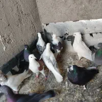 کبوتر پرشی ساعت سنگین|پرنده|رباطکریم, منجیل آباد|دیوار