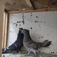 کبوتر کفتر|پرنده|خرمدره, |دیوار