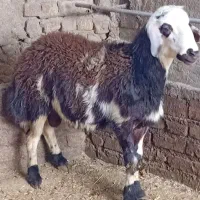 یک راس بره قوچ|حیوانات مزرعه|شیروان (لرستان), |دیوار