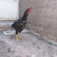 خروس لاری