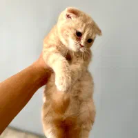 اسکاتیش کرم طلایی|گربه|کرج, فاز ۱ مهرشهر|دیوار