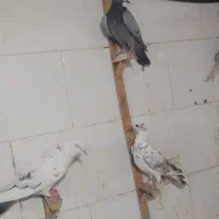 یک بم کبوتر غریبه