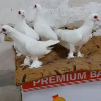 کبوتر چشم قرمز