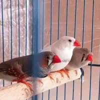 فنچ سالم  مفت مفت