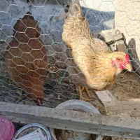 مرغی تخم گذار روستای