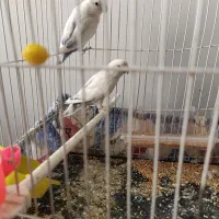 عروس هلندی .کوتوله .مرغ عشق|پرنده|زاهدان, |دیوار