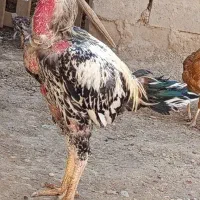 جوجه لاری فروشی|حیوانات مزرعه|هیرمند, |دیوار