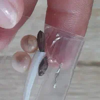 مهره اصل باتخفیف ۸۰۰هزار|بدلیجات|کاشان, امیرکبیر|دیوار