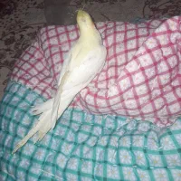 یک جفت عروس هلندی نر فندق ماده لیمو|پرنده|خلخال, |دیوار