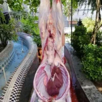 ** گوسفند زنده قلم آبی 100 درصد به شَرِطٌ پخت **