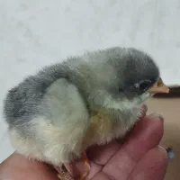 جوجه