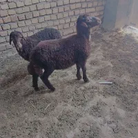 گوسفند زنده فروشی