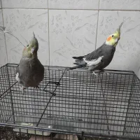 عروس هلندی