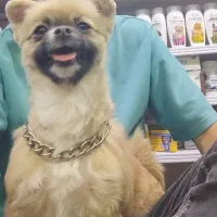 شیواوا موبلند