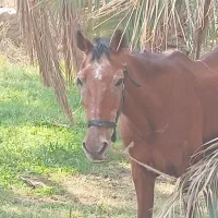 اسب مادیان|اسب و تجهیزات اسبسواری|نرماشیر, |دیوار