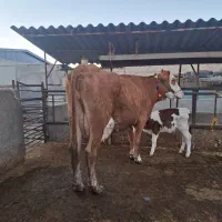 گاو سیمیتال قرمز