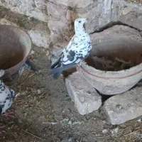 نرو ماده سینه سفید|پرنده|خلیل آباد, |دیوار