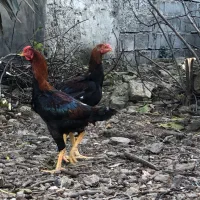 جوجه خروس لاری|حیوانات مزرعه|ساری, |دیوار