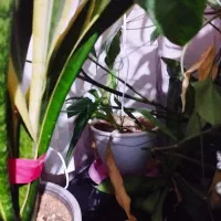 گل به همراه گلدون