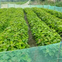 نهالستان کیوی درجه یک|گل و گیاه طبیعی|حویق, |دیوار