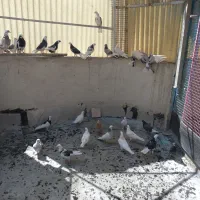 جوجه کفتر هما ابلاغ پرشی