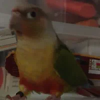 گرینجیک ماده