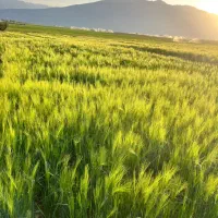 جو جلگه ۸ پر پابلند