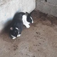 خرگوش نر ماده
