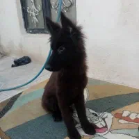 سگ ژرمن بلک|سگ|شیراز, سیاه سنگ|دیوار