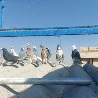 کفتر جوجه|پرنده|تهران, بهارستان|دیوار