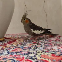عروس هلندی