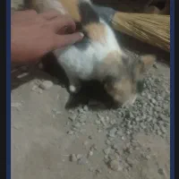 واگذاری گربه|گربه|زابل, |دیوار