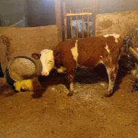 گوساله نره سمینتال