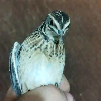 بلدرچین بدبده