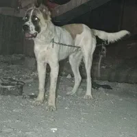 واگزاری توله 9 ماه|سگ|مشهد, الهیه|دیوار